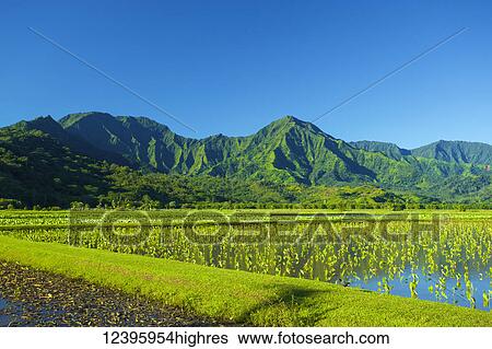 Stock Photograph - Agriculture. Fotosearch