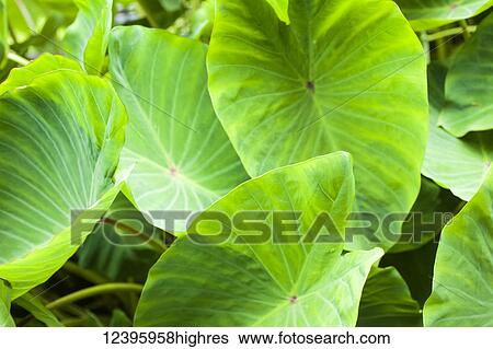 Agriculture View Large Photo Image Stock Photograph - Agriculture. Fotosearch