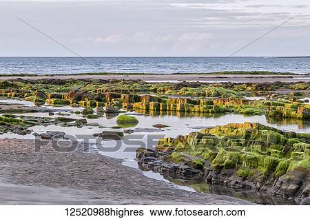 Stock Photograph - Algae covered rocks at low tide catching the sun, Amble beach; Northumberland, England. Fotosearch