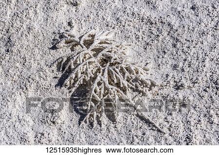 Stock Photograph - Algal-bacterial mats and mineral deposits, Mammoth Hot Springs, Yellowstone National Park; Wyoming, United States of America. Fotosearch