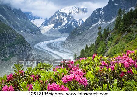 Alpenrose (Rhododendron ferrugineum) flowers over Mer de Glacier and Grandes Jorasses, Alps, France View Large Photo Image Stock Photograph - Alpenrose (Rhododendron ferrugineum) flowers over Mer de Glacier and Grandes Jorasses, Alps, France. Fotosearch