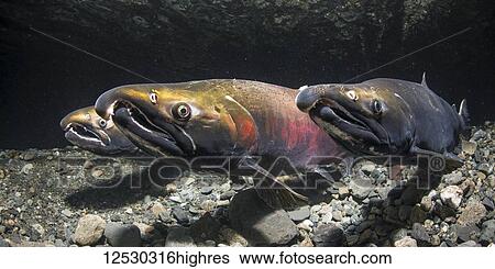 Stock Photograph - Alpha male Coho Salmon, also known as Silver Salmon (Oncorhynchus kisutch) maintains his position just ahead of a rival effectively blocking it's view of the female on his other side in an Alaskan stream during autumn; Alaska, United States of America. Fotosearch