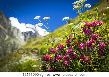 Stock Photograph - Alpine Rose (Rhododendron ferrugineum) blooming among other wildflowers in meadow, Val Ferret; La Vachey, Aosta Valley, Italy. Fotosearch