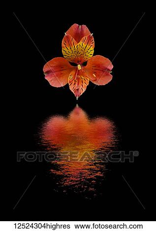 Stock Photograph - Alstroemeria flower reflected in water. Fotosearch