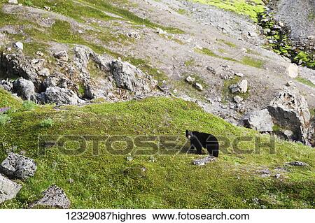 Stock Photograph - American black bear (Ursus americanus) standing on grass on a mountainside; Alaska, United States of America. Fotosearch