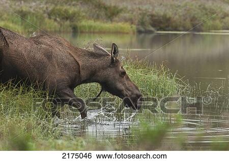An Adult Cow Moose Wades Into A Kettle Pond Feed On Grass, Denali National Park And Preserve, Interior Alaska, Summer View Large Photo Image Stock Photograph - An Adult Cow Moose Wades Into A Kettle Pond Feed On Grass, Denali National Park And Preserve, Interior Alaska, Summer. Fotosearch