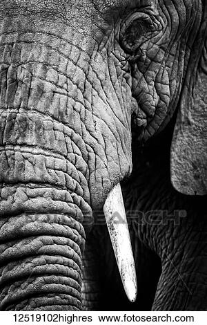 An African elephant (Loxodonta africana) stares at the camera, showing its wrinkled skin, long trunk and left eye and tusk, Ngorongoro Crater; Tanzania View Large Photo Image Stock Photograph - An African elephant (Loxodonta africana) stares at the camera, showing its wrinkled skin, long trunk and left eye and tusk, Ngorongoro Crater; Tanzania. Fotosearch