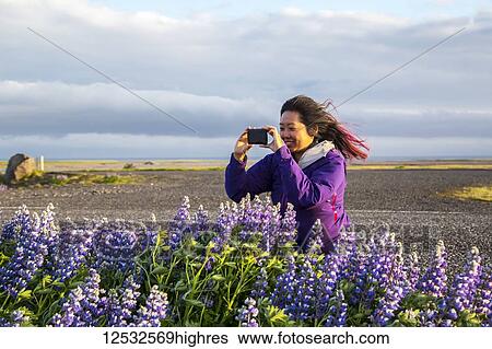 Stock Photograph - An asian female traveller takes pictures of the lupine flowers on a very windy day; Iceland. Fotosearch