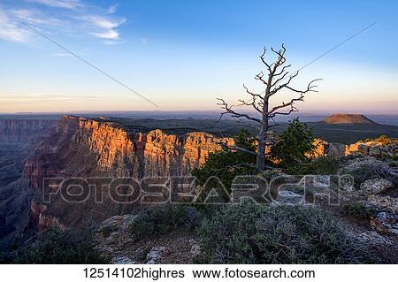 An extinct volcano near the edge of the Grand Canyon at sunset and a dead tree in the foreground; Arizona, United States of America View Large Photo Image Stock Photograph - An extinct volcano near the edge of the Grand Canyon at sunset and a dead tree in the foreground; Arizona, United States of America. Fotosearch