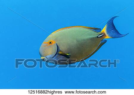 Stock Photograph - An Eyestripe Surgeonfish (Acanthurus dussumieri) swims by in the bright blue Pacific Ocean water off the Kona coast; Island of Hawaii, Hawaii, United States of America. Fotosearch