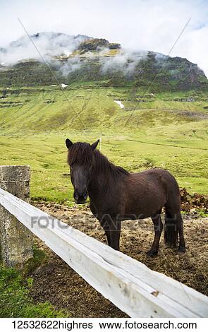 Stock Photograph - An Icelandic horse stands against the fence in a farmer's field with cloud covered volcanic peaks in the background; Iceland. Fotosearch