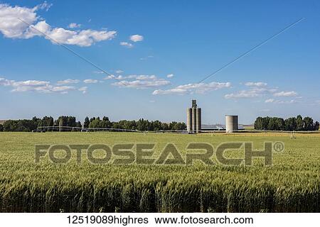 An irrigated barley field in early summer with grain silos in the background, Eastern Washington; Waitsburg, Washington, United States of America View Large Photo Image Stock Photograph - An irrigated barley field in early summer with grain silos in the background, Eastern Washington; Waitsburg, Washington, United States of America. Fotosearch