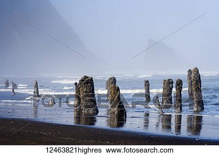 An old flooded forest is found on the Oregon Coast; Astoria, Oregon, United States of America View Large Photo Image Stock Photograph - An old flooded forest is found on the Oregon Coast; Astoria, Oregon, United States of America. Fotosearch
