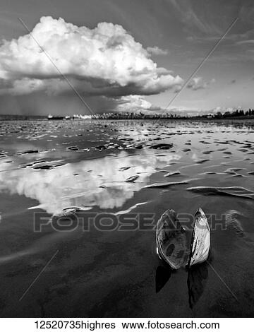 Stock Photograph - An open clam shell sits on the shore with cloud reflected on the wet sand; Vancouver, British Columbia, Canada. Fotosearch