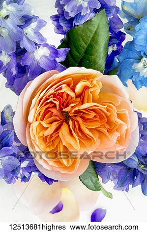 An orange flower blossoming among blue and purple flowers in an arrangement View Large Photo Image Stock Photograph - An orange flower blossoming among blue and purple flowers in an arrangement. Fotosearch