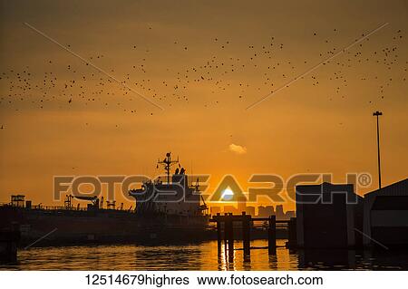 An orange hue is set over Vancouver as the golden sun sets with a silhouette of ships in the harbour and a flock of birds; Vancouver, British Columbia, Canada View Large Photo Image Stock Photograph - An orange hue is set over Vancouver as the golden sun sets with a silhouette of ships in the harbour and a flock of birds; Vancouver, British Columbia, Canada. Fotosearch