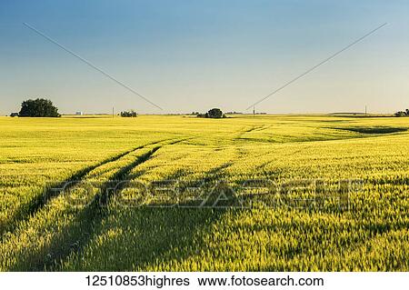 Stock Photograph - An unripe green rolling wheat field at sunrise with blue sky, West of Calgary; Alberta, Canada. Fotosearch