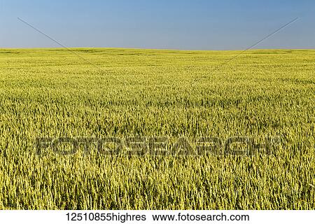 Stock Photograph - An unripe green wheat field with blue sky, East of Calgary; Alberta, Canada. Fotosearch