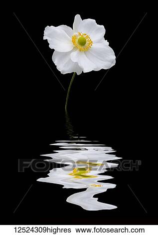 Stock Photograph - Anenome sylvestris flower reflected in water. Fotosearch