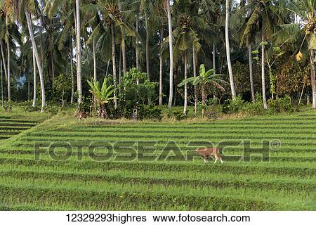 Animals View Large Photo Image Stock Photograph - Animals. Fotosearch