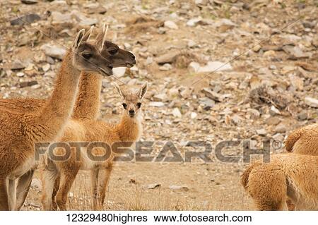 Animals View Large Photo Image Stock Photograph - Animals. Fotosearch