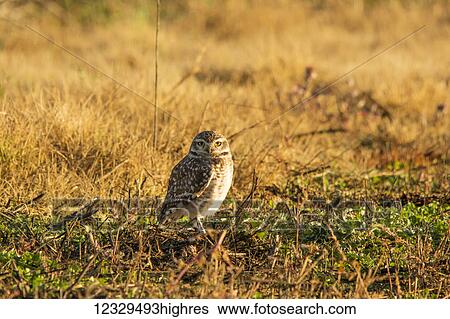Animals View Large Photo Image Stock Photograph - Animals. Fotosearch