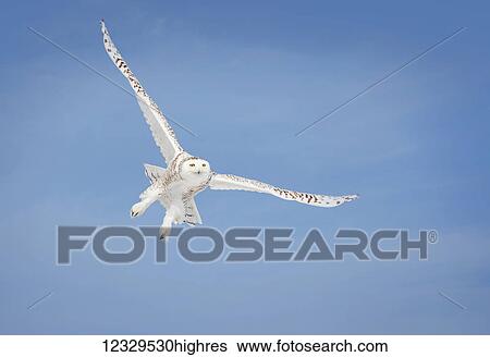 Stock Photograph - Animals. Fotosearch