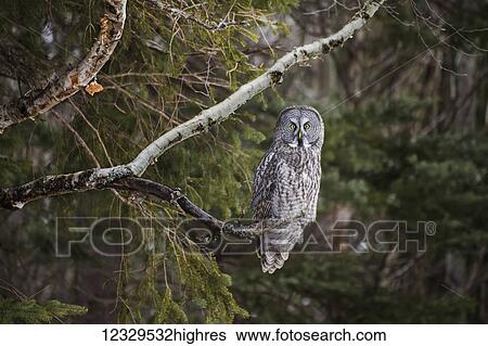 Stock Photograph - Animals. Fotosearch