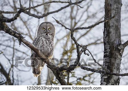 Stock Photograph - Animals. Fotosearch