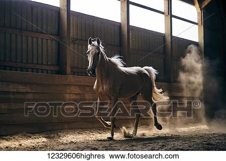Stock Photograph - Animals. Fotosearch