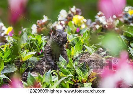 Stock Photograph - Animals. Fotosearch