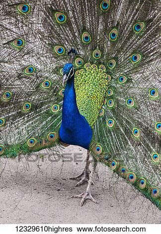 Animals View Large Photo Image Stock Photograph - Animals. Fotosearch