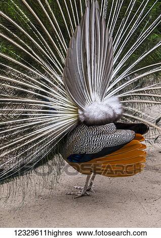 Stock Photograph - Animals. Fotosearch