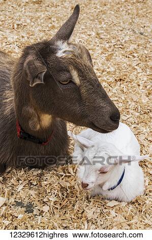 Stock Photograph - Animals. Fotosearch