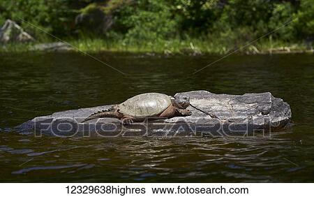 Stock Photograph - Animals. Fotosearch