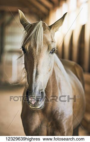 Animals View Large Photo Image Stock Photograph - Animals. Fotosearch