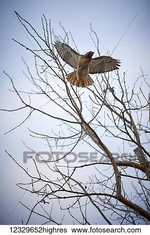 Stock Photograph - Animals. Fotosearch