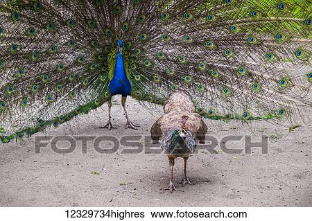 Stock Photograph - Animals. Fotosearch