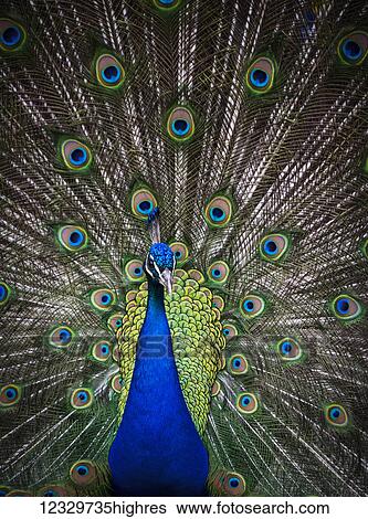 Stock Photograph - Animals. Fotosearch