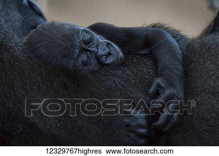 Stock Photograph - Animals. Fotosearch