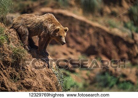 Animals View Large Photo Image Stock Photograph - Animals. Fotosearch