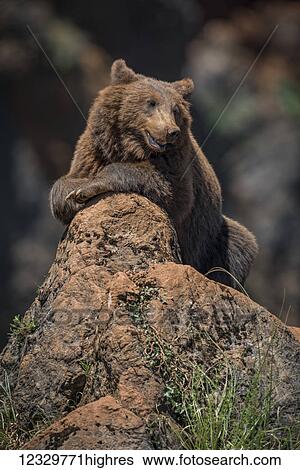 Animals View Large Photo Image Stock Photograph - Animals. Fotosearch