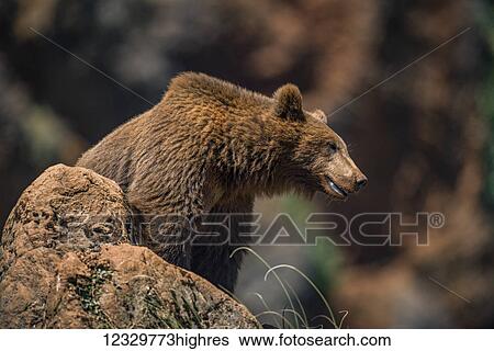 Animals View Large Photo Image Stock Photograph - Animals. Fotosearch