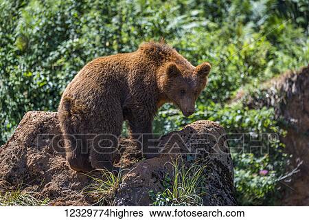 Stock Photograph - Animals. Fotosearch