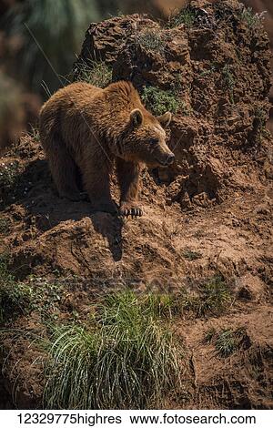 Stock Photograph - Animals. Fotosearch