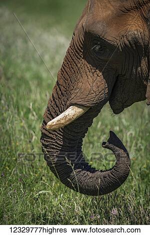 Stock Photograph - Animals. Fotosearch