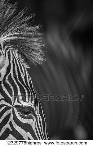 Animals View Large Photo Image Stock Photograph - Animals. Fotosearch