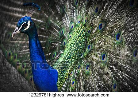Animals View Large Photo Image Stock Photograph - Animals. Fotosearch