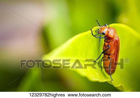 Animals View Large Photo Image Stock Photograph - Animals. Fotosearch