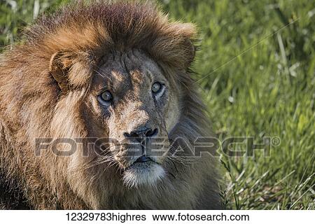 Animals View Large Photo Image Stock Photograph - Animals. Fotosearch